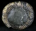 Cut Speetoniceras Ammonite From Russia - With Pyrite #28376-4